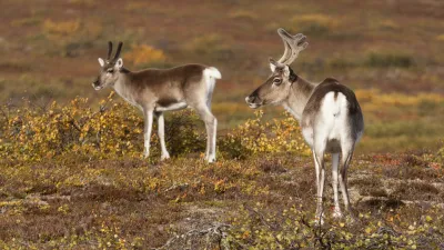 Zwei Rentiere stehen auf einer blühenden Heide.