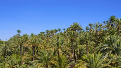 Palmen säumen einen Weg in einem grünen Park.