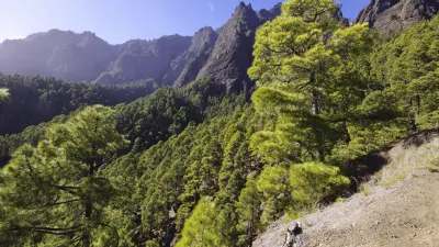Grüne Bäume wachsen an einem Berghang mit Blick auf die Landschaft.