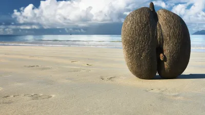 Coco de mer Nuss liegt am Strand auf den Seychellen