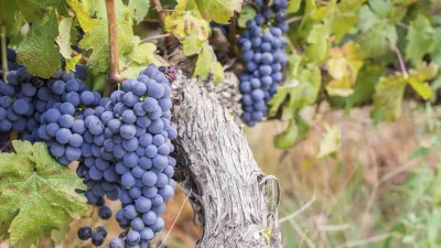 Reife, blaue Weintrauben hängen an einem verwitterten Rebstock.