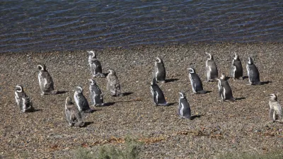 Eine Gruppe von Magellan-Pinguinen steht am steinigen Strand.