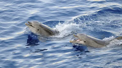 Zwei Delphine springen verspielt aus dem tiefblauen Meer.