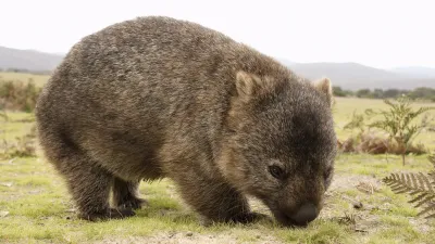 Ein Wombat grast auf einer grünen Wiese.