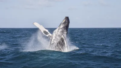 Ein Buckelwal springt aus dem karibischen Meer.