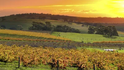 Herbstliche Weinberge erstrecken sich bis zum Horizont.