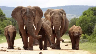Eine Elefantenfamilie schreitet auf einem Feldweg.