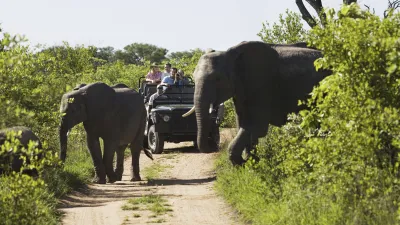 Elefanten überqueren eine Straße vor einem Safari-Jeep.
