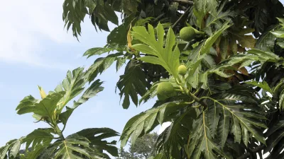 Grüne Muskatnussfrüchte hängen an einem tropischen Baum.