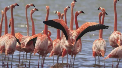 Eine Gruppe rosafarbener Flamingos steht im flachen Wasser.
