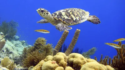 Eine Meeresschildkröte schwimmt elegant durch das blaue Wasser.