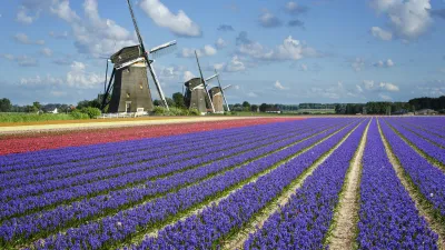 Blühende Tulpenfelder mit Windmühlen im Hintergrund.