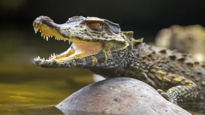 Ein Kaiman liegt im Wasser und öffnet sein Maul.