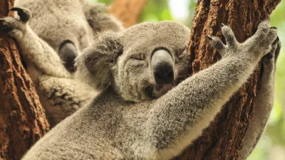 Ein Koala schläft friedlich an einem Baumstamm.