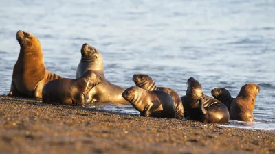 Eine Gruppe von Seelöwen entspannt sich am Strand.