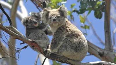Zwei Koalas ruhen entspannt auf einem Baum