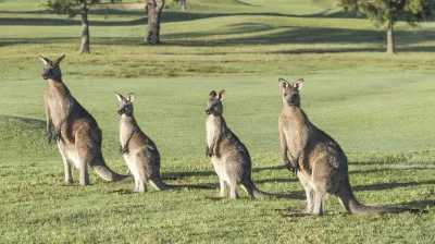 Drei Kängurus stehen auf einer grünen Wiese in Australien.