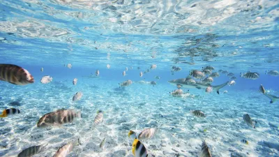 Schwarm Fische schwimmt über dem sandigen Meeresboden