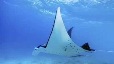 Ein Mantarochen gleitet elegant durch das türkisfarbene Wasser.