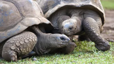 Zwei riesige Landschildkröten grasen friedlich auf einer grünen Wiese.