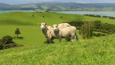 Zwei weiße Schafe grasen auf einer grünen Hügellandschaft in Neuseeland.