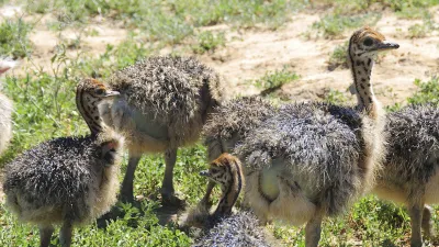 Junge Strauße grasen gemeinsam auf einer grünen Farm.