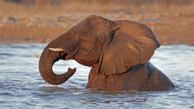 Ein Elefant badet im Wasser des Etoscha-Nationalparks.