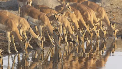 Impala-Herde trinkt am Wasserloch im Etoscha-Nationalpark