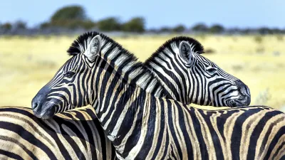 Zwei Zebras stehen eng zusammen in der afrikanischen Savanne.