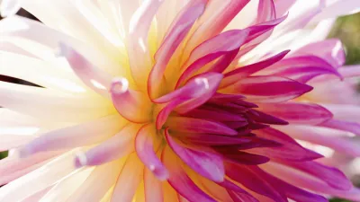 Zarte rosa und gelbe Blütenblätter einer Dahlie.