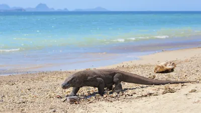 Komodowaran läuft am Strand auf der Insel Komodo.