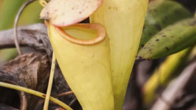 Eine leuchtend gelbe Kannenpflanze mit roter Musterung fängt Insekten.