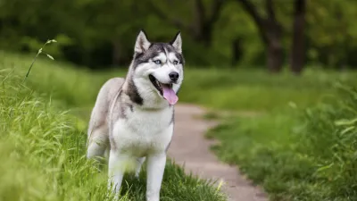 Ein verspielter Husky steht auf einem grünen Weg.