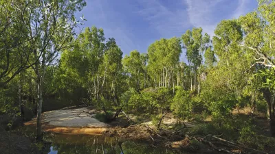 Spiegelung grüner Bäume im ruhigen Wasser eines Billabongs
