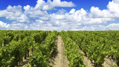 Reihen von Weinreben erstrecken sich in einem französischen Weinberg.