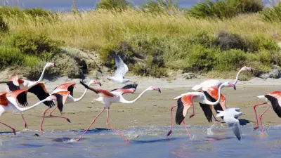 Eine Gruppe rosafarbener Flamingos watet im flachen Wasser.
