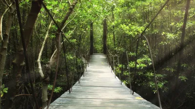 Hängende Holzbrücke führt durch dichten grünen Regenwald.
