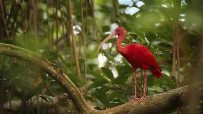 Roter Reiher steht auf einem Ast im grünen Mangrovenwald