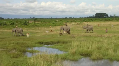 Elefantenherde durchquert eine grüne, feuchte Landschaft