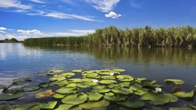 Seerosen bedecken die ruhige Wasseroberfläche im Donaudelta