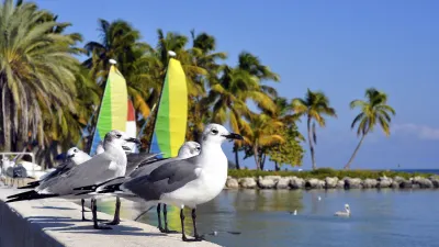 Möwen sitzen auf einer Mauer am Wasser mit Segelbooten im Hintergrund.