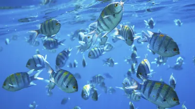 Eine Gruppe gelb gestreifter Fische schwimmt im blauen Wasser.