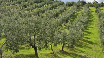 Grüne Olivenbäume wachsen auf einem Hügel in Italien.