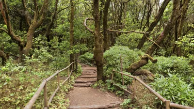 Wanderweg schlängelt sich durch dichten, grünen Wald.