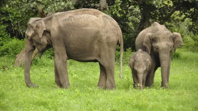 Zwei Elefanten stehen auf einer grünen Wiese.