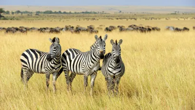 Drei Zebras stehen im hohen Gras einer afrikanischen Savanne.