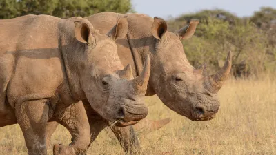 Zwei Nashörner stehen auf einer trockenen Savanne.