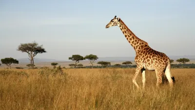 Eine Giraffe steht in der Savanne und frisst von einem Baum.