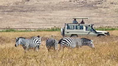 Zebras grasen auf einer Savanne neben einem Geländewagen.