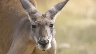 Nahaufnahme eines neugierigen Kängurus im australischen Outback